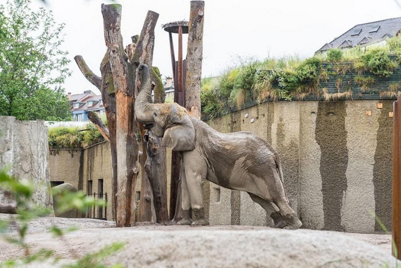 Jack stammt aus einem Zoo in Ungarn. Dem Bullen gefällt es in seiner neuen Heimat. (Bild Zoo Basel)