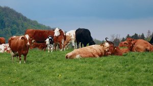Die Kuh soll als Bes Die Kuh soll als Bestandteil eines natürlichen Kreislaufes betrachtet werden, nicht als Klimakillerin, hiess es am Nordwestschweizer Mutterkuhtag am LZ Liebegg.