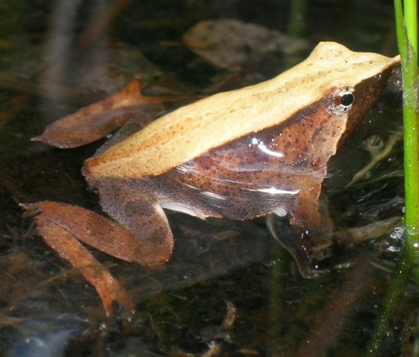 Der Daumennagel-kleine Darwinfrosch kommt in den Wäldern Südargentiniens und Chiles vor. (Bild Mono Andes) 