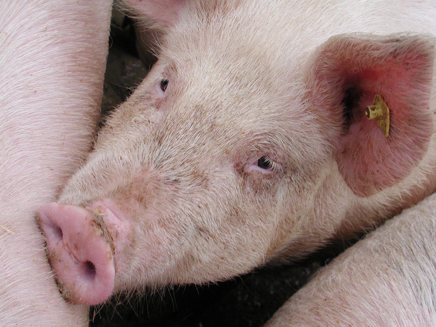 In Deutschland sind die Schlachtschweinepreise unter Druck. (BIld BauZ)