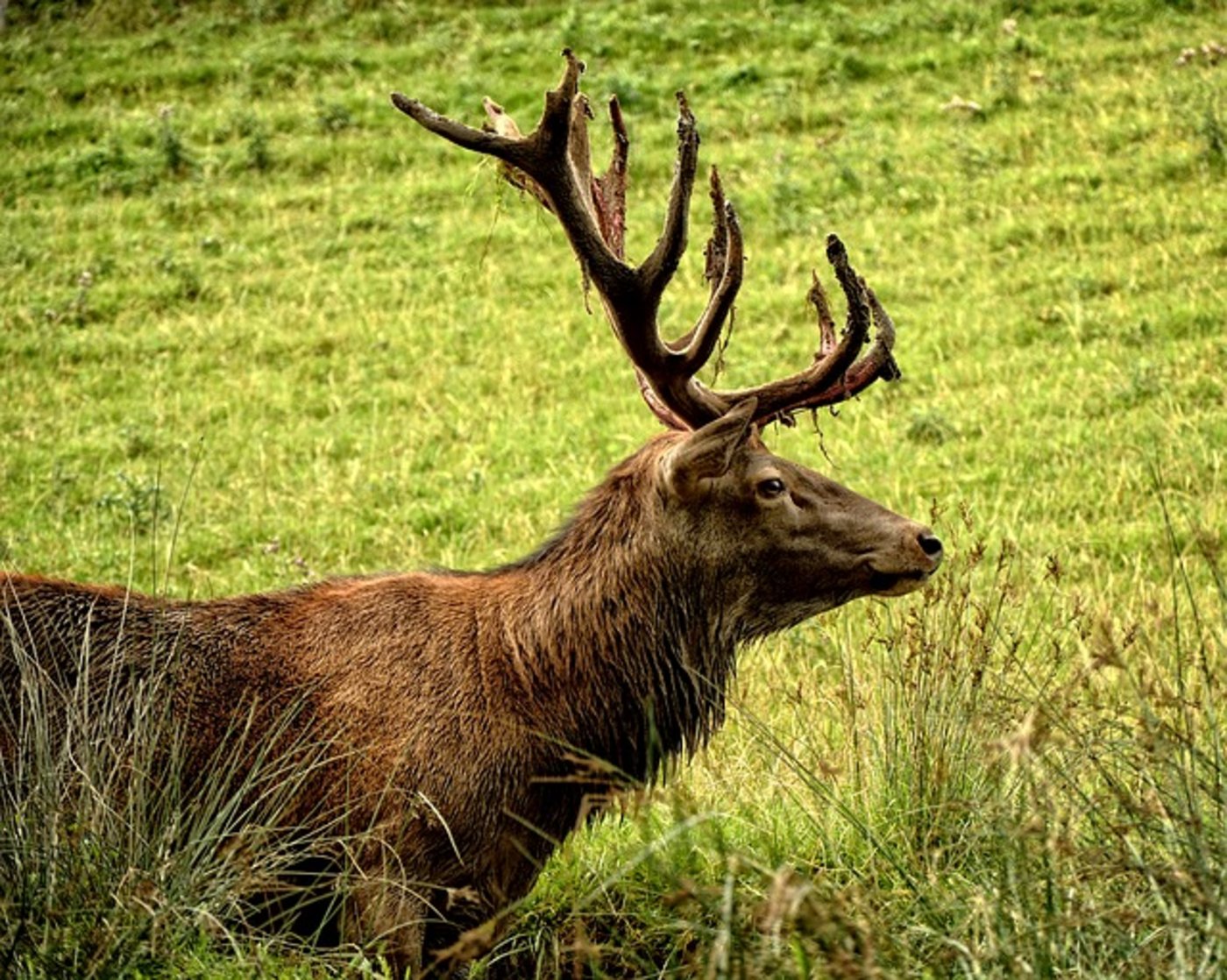 Seit Jahren wird Tuberkulose beim Rotwild im alpinen Raum im Grenzgebiet von Deutschland und Österreich festgestellt. (Symbolbild Pixabay)