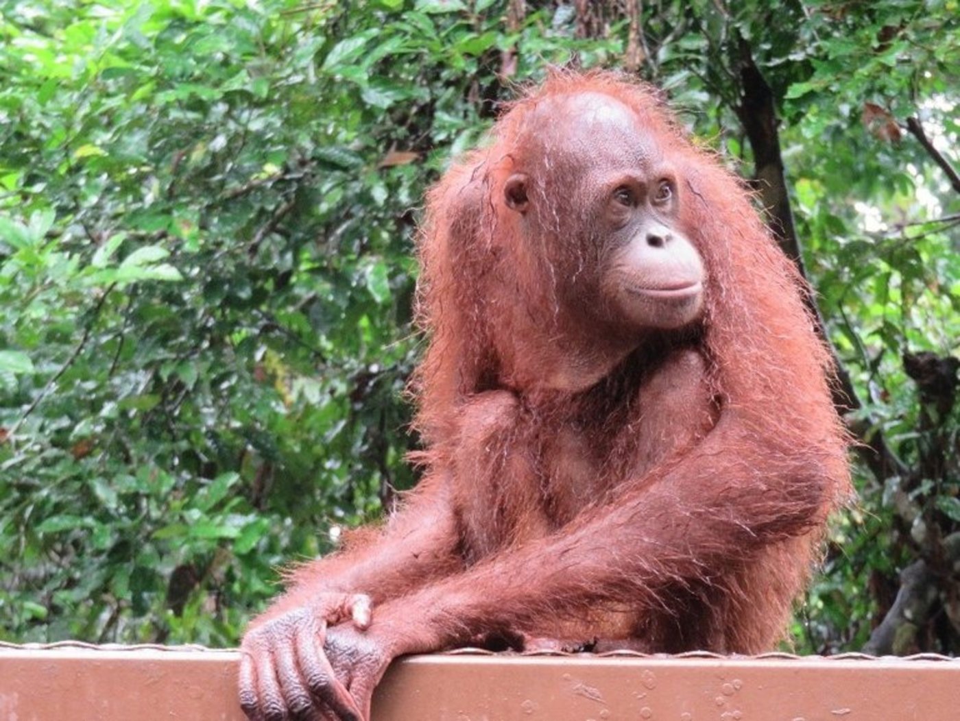 Die Borneo-Orang-Utans sind vom Aussterben bedroht. (Lisa Gysin/lid)