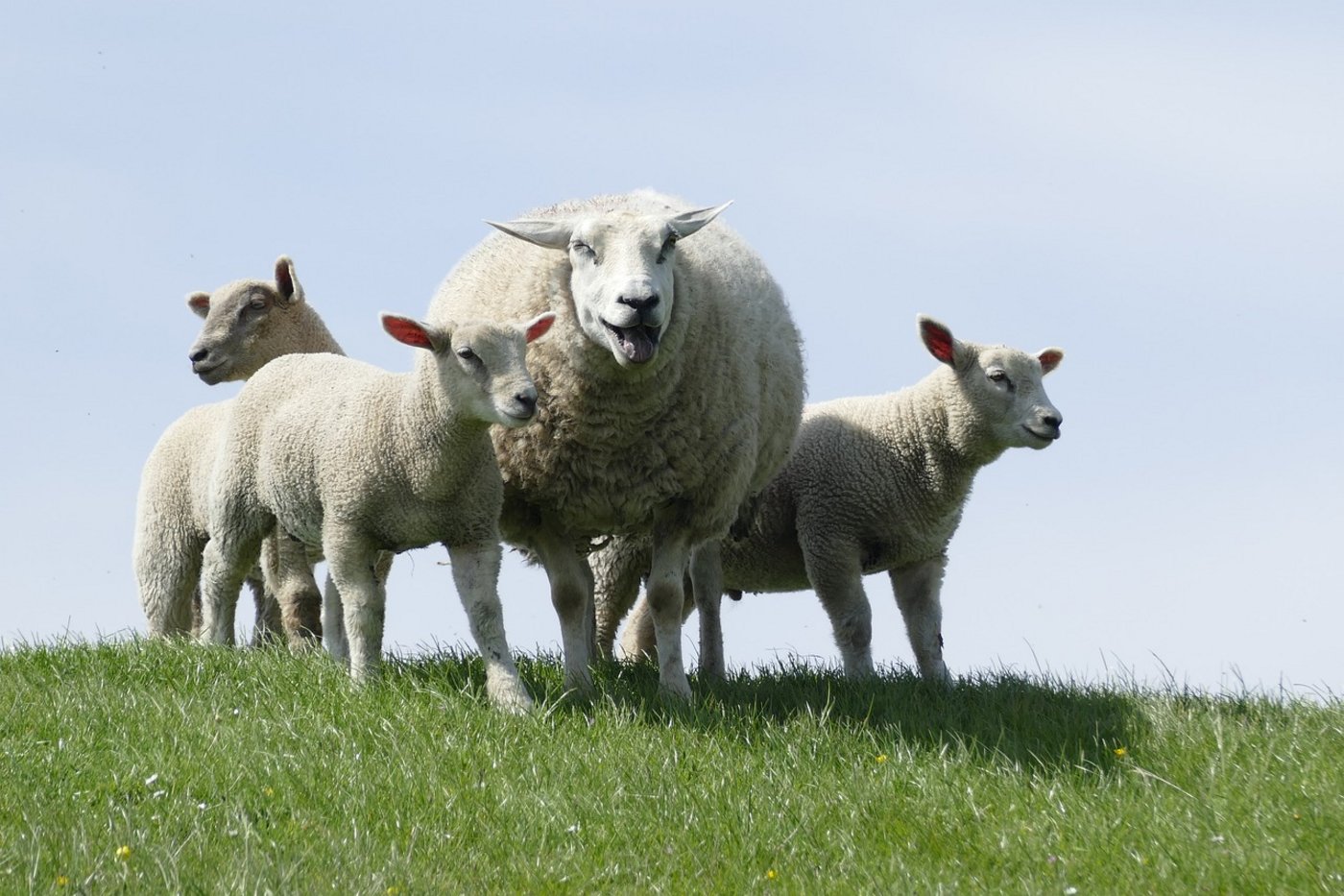Die Britischen Landwirte melden vor allem viele gestohlene Rasseschafe. (Bild Pixabay)