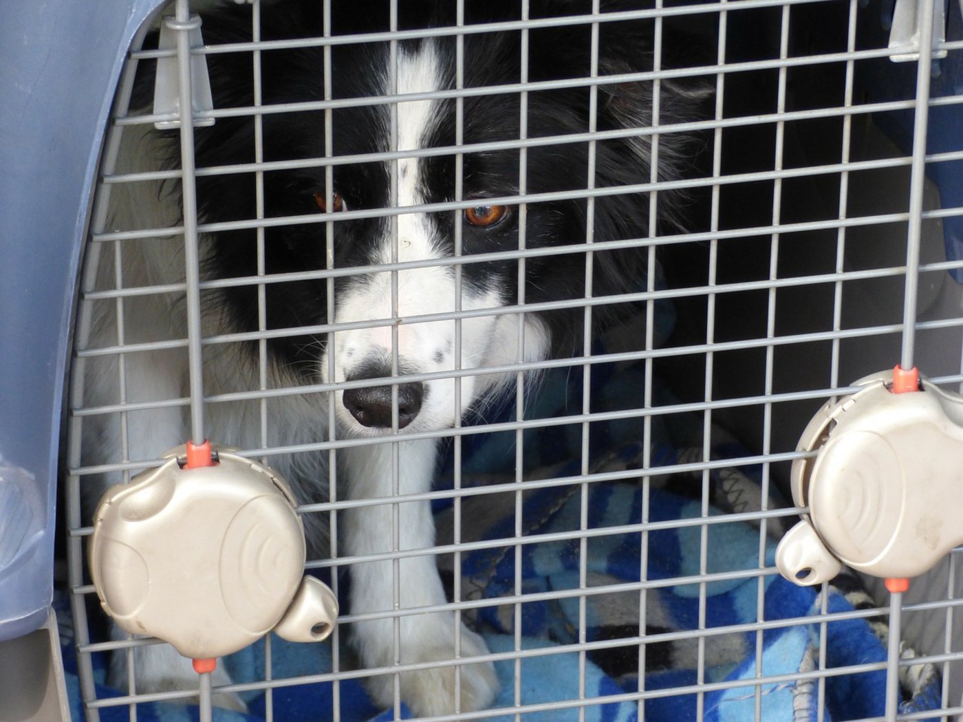 Hund in Transportbox. (Symbolbild Pixabay)