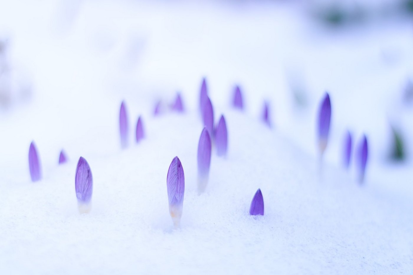 Die ersten Frühlingsboten müssen sich vielerorts noch durch eine Schneedecke kämpfen. (Symbolbild Pixabay)