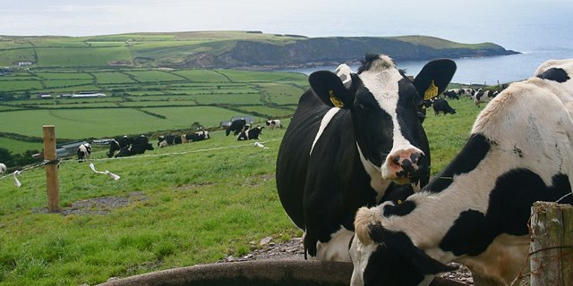 Irland ist ein Vollweideland. (Bild Pixabay)
