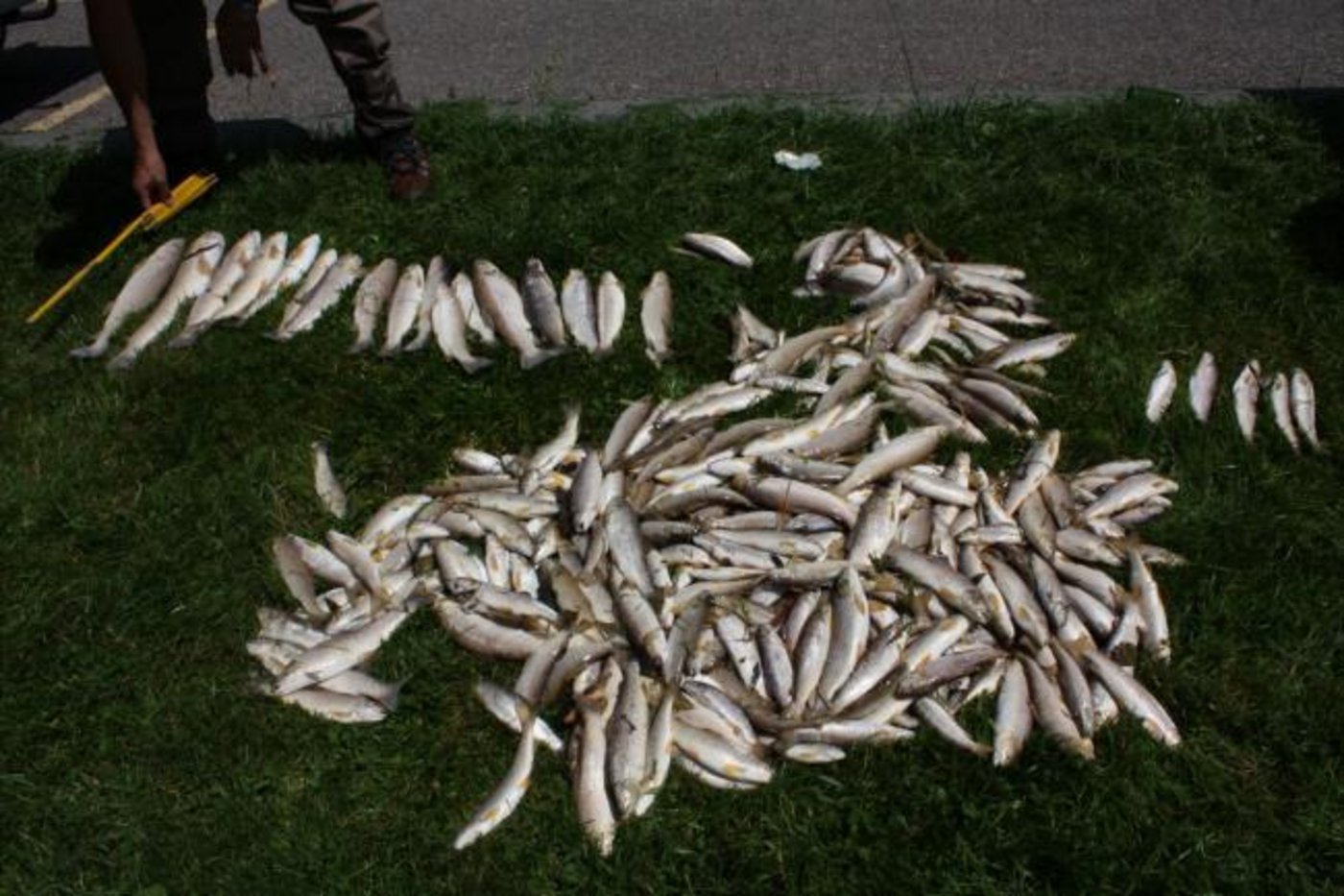 Mehrere Dutzend Fische verendeten. (Symbolbild Kapo ZH)