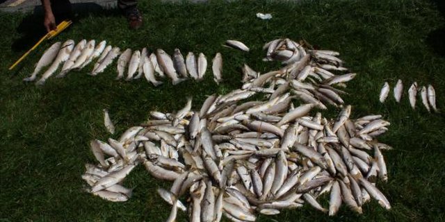 Mehrere Dutzend Fische verendeten. (Symbolbild Kapo ZH)