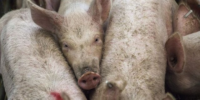 20'000 Schweine werden normalerweise pro Tag am Standort verarbeitet. (Symbolbild Pixabay)