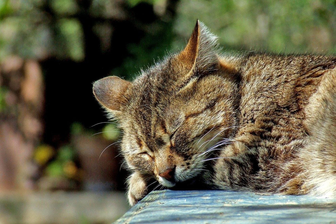Werden Bauernhofkatzen nicht kastriert, kann es viel - teilweise unerwünschten - Nachwuchs geben. (Symbolbild Pixabay)