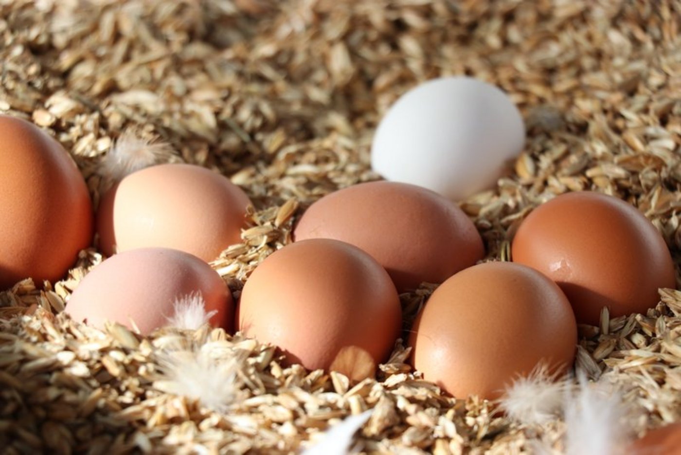 Im Eiermarkt denkt man bereits an Ostern. (Bild BauZ)