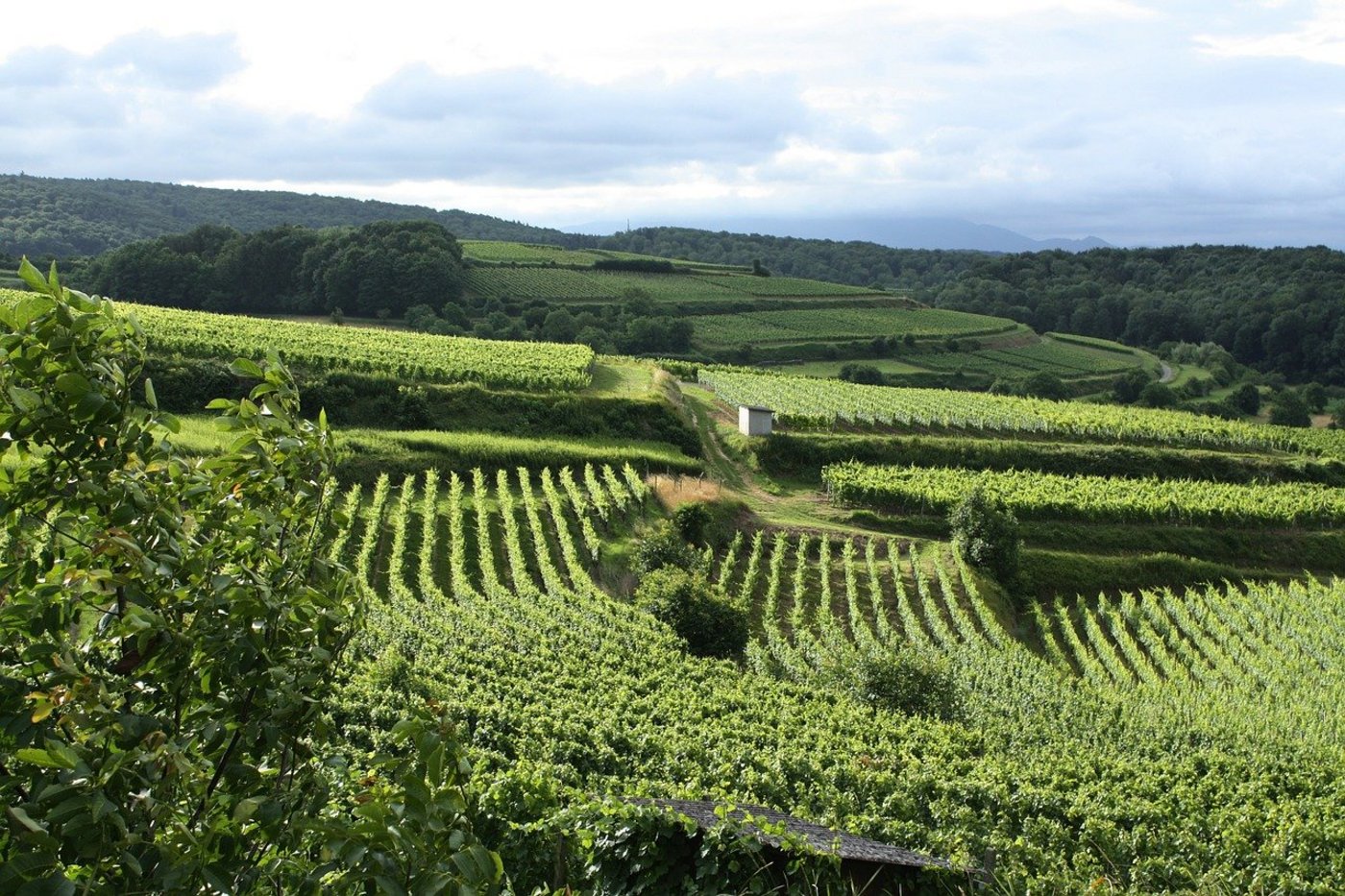 Weinberge am Kaiserstuhl (Deutschland). (Bild Pixabay)