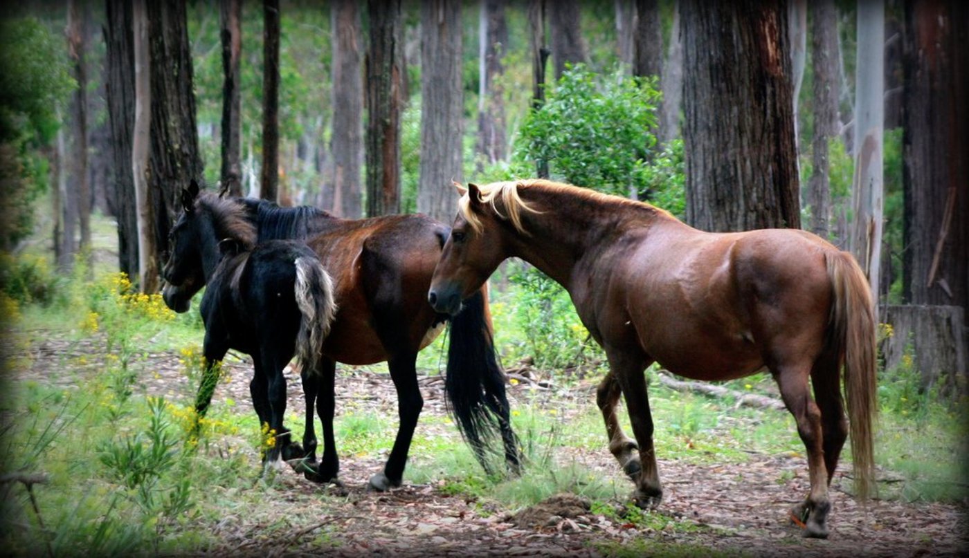 Australische Wildpferde (so genannte Brumbys). (Bild Robyn MacRae)