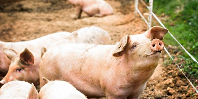 Schweine.jpg