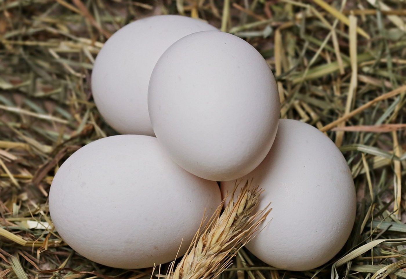 Im Zuge des Skandals wurden Millionen Eier aus den Regalen von Supermärkten genommen und vernichtet. (Symbolbild Pixabay)