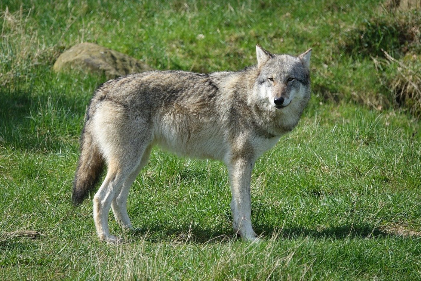 Nicht nur im Wallis beschäftigt sich die Justiz mit illegalen Wolfsabschüssen. (Symbolbild Pixabay)