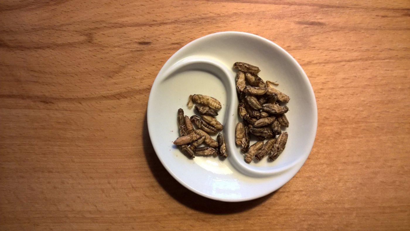 Insekten kommen bald auch aus der Schweiz. (Symbolbild/ pd)