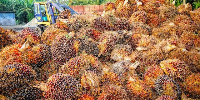 Unter anderem teurer wurde etwa Palmöl. (Bild Pixabay)