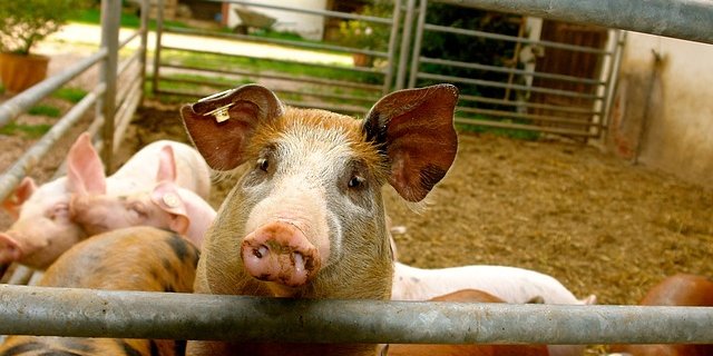 Die Ferkel verendeten nachdem Unbekannte in den Stall einbrachen und den Strom abstellten. (Bild pixabay)