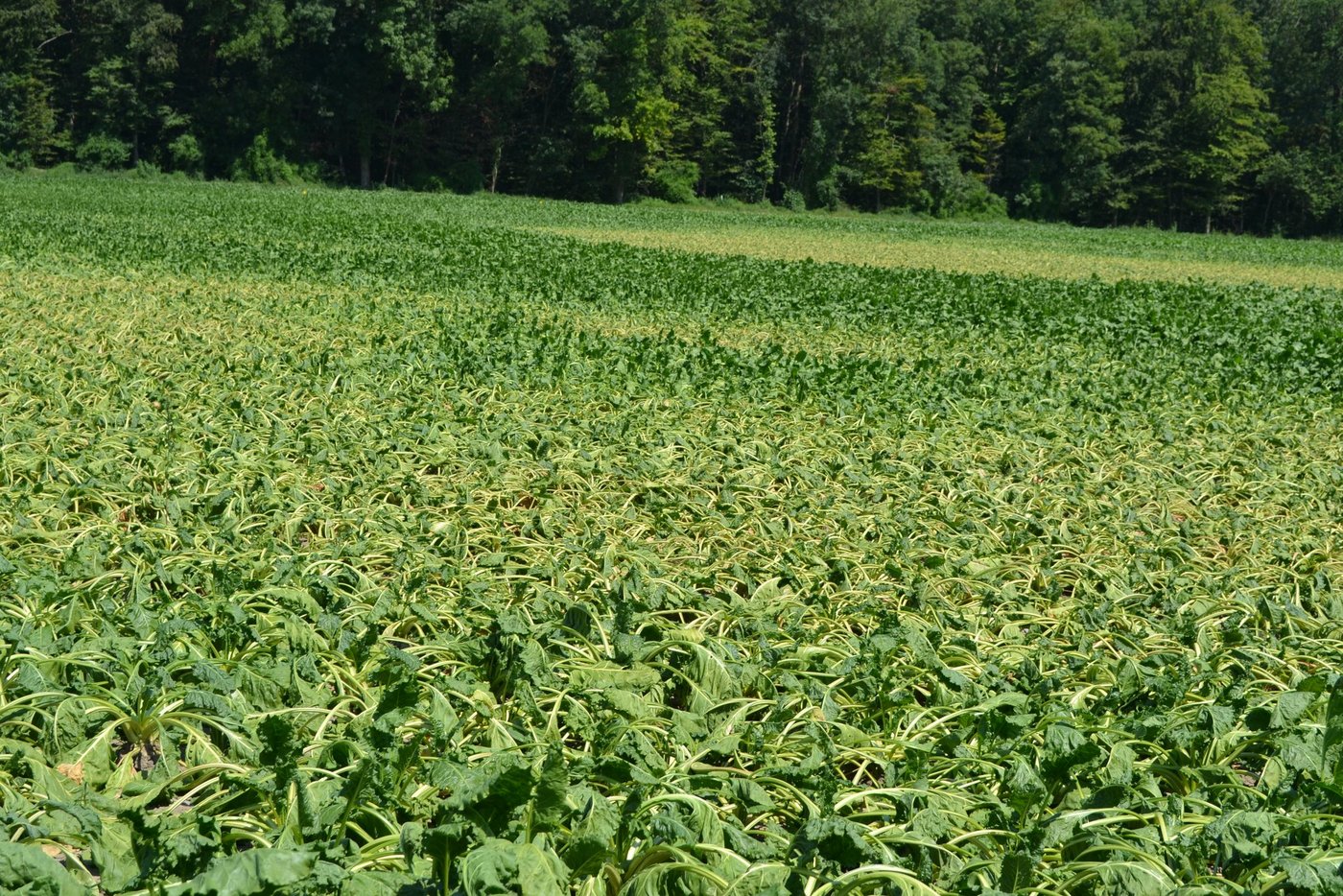 Diese Zuckerrüben auf einem Feld im Berner Seeland haben mittlerweile etwas Regen abbekommen. (Bild pf)