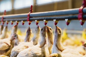 Hitzestress bei Geflügel vermeiden: Die Luft muss in Bewegung sein 26 Tage alte Küken trinken von den Wasserspendern, die an den Rohren durch ihren Stall befestigt sind: Hitzestress belastet bei Geflügel den Kreislauf und kann zu vermehrten Abgängen führen. (Bild Peter Röthlisberger/Fotolord)