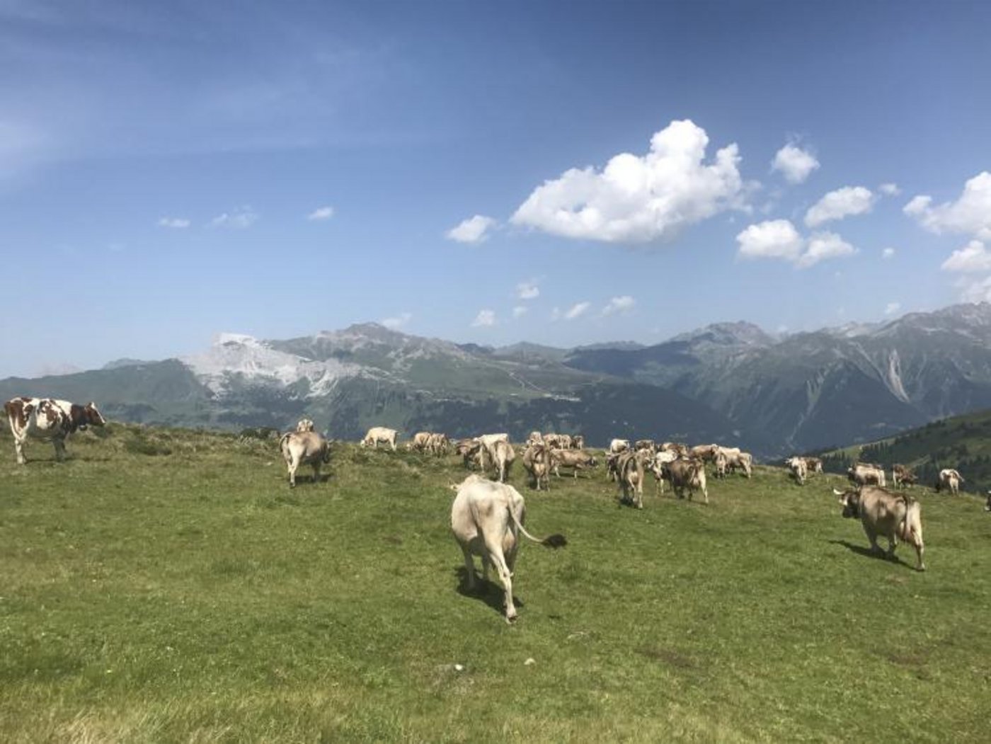 Eindrücke von der Alp Fideriser Duranna. (Bilder zVg)