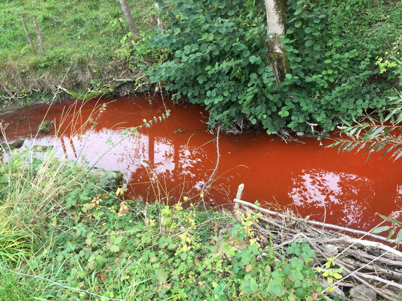 Rot verfärbt: Der verschmutzte Galterenbach bei Alterswil. (Bild Kantonspolizei FR)
