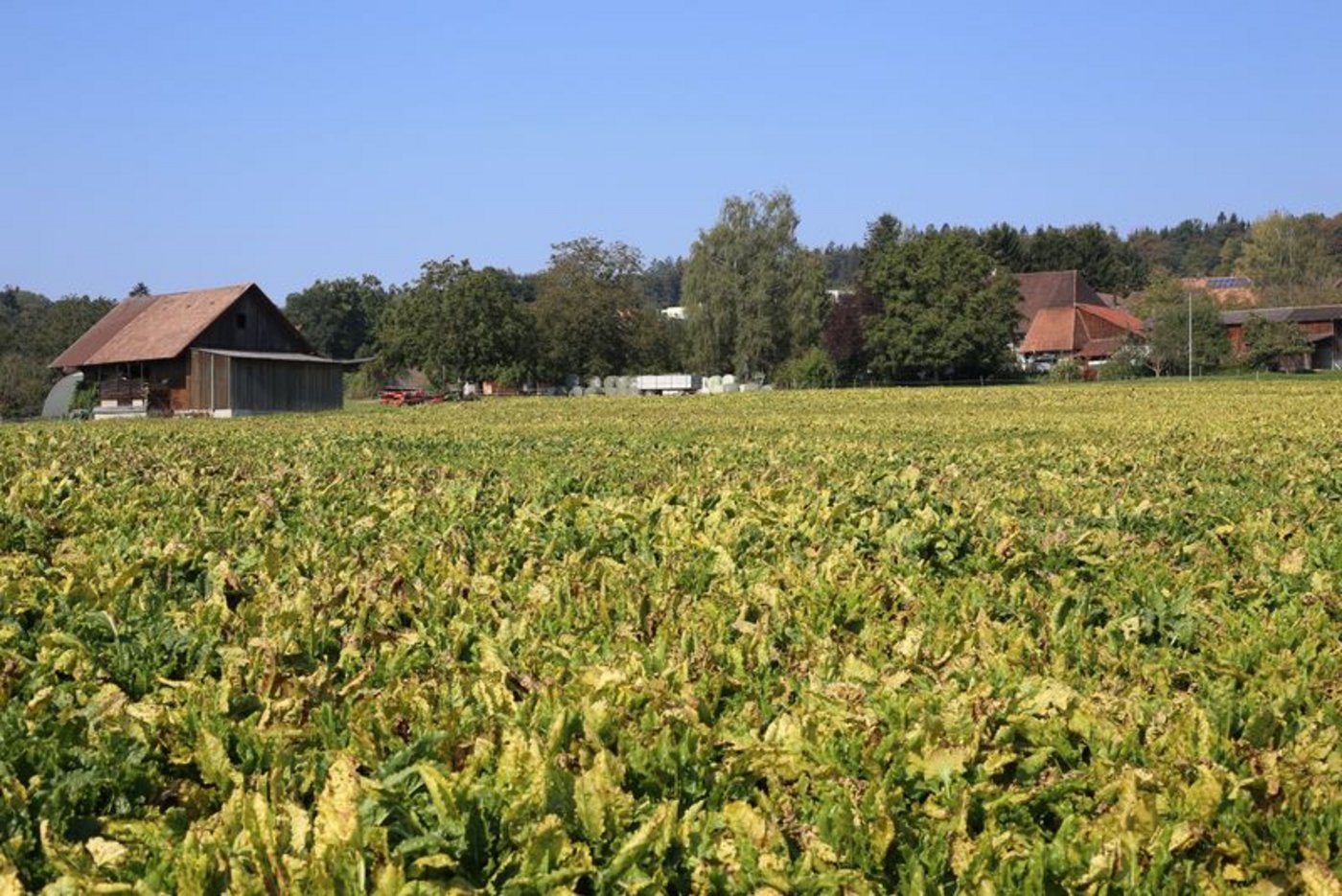 NRW will die Viröse Vergilbung mittels Beizmittel im Schach halten. Die Krankheit sorgt für erhebliche Ertragsausfälle bei Rüben, auch in der Schweiz. (Bild lid/ji) 