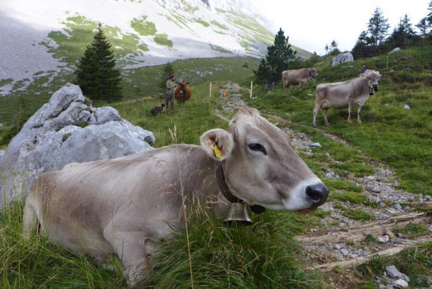 Alp Schwandi/Laub. (Bild David)
