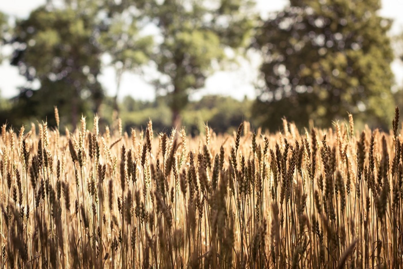 Die Proteinbezahlung beim Brotweizen der Klasse Top wird ab Ernte 2019 angepasst. (Bild Pixabay)