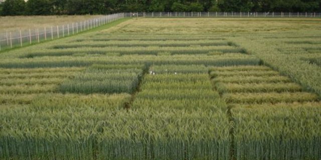 Die Versuchsfläche in Zürich ist von einem Zaun umgeben und die Forschenden sind darauf bedacht, dass kein gentechnisch verändertes Pflanzenmaterial das Areal unkontrolliert verlässt. (Bild Agroscope)  