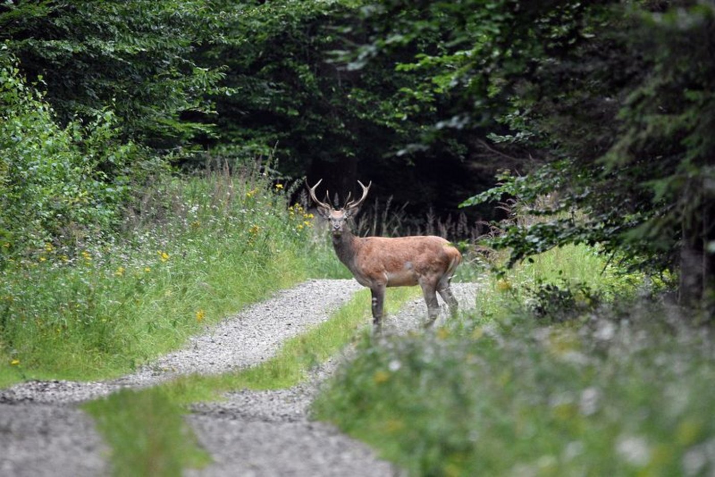 Der Hirsch ist auf dem Vormarsch: Im Kanton Bern hat sich der Bestand in den letzten drei Jahren verdoppelt. (Bild Pixabay)