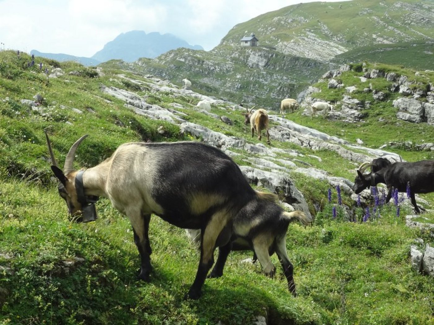 Die Produktion von Lebensmitteln (z.B. Zigenkäse) sei nicht immer die wirtschaftlich beste Möglichkeit, der Vergandung entgegen zu wirken. Darüber müsse offen diskutiert werden dürfen, findet Avenir Suisse. (Bild BauZ)