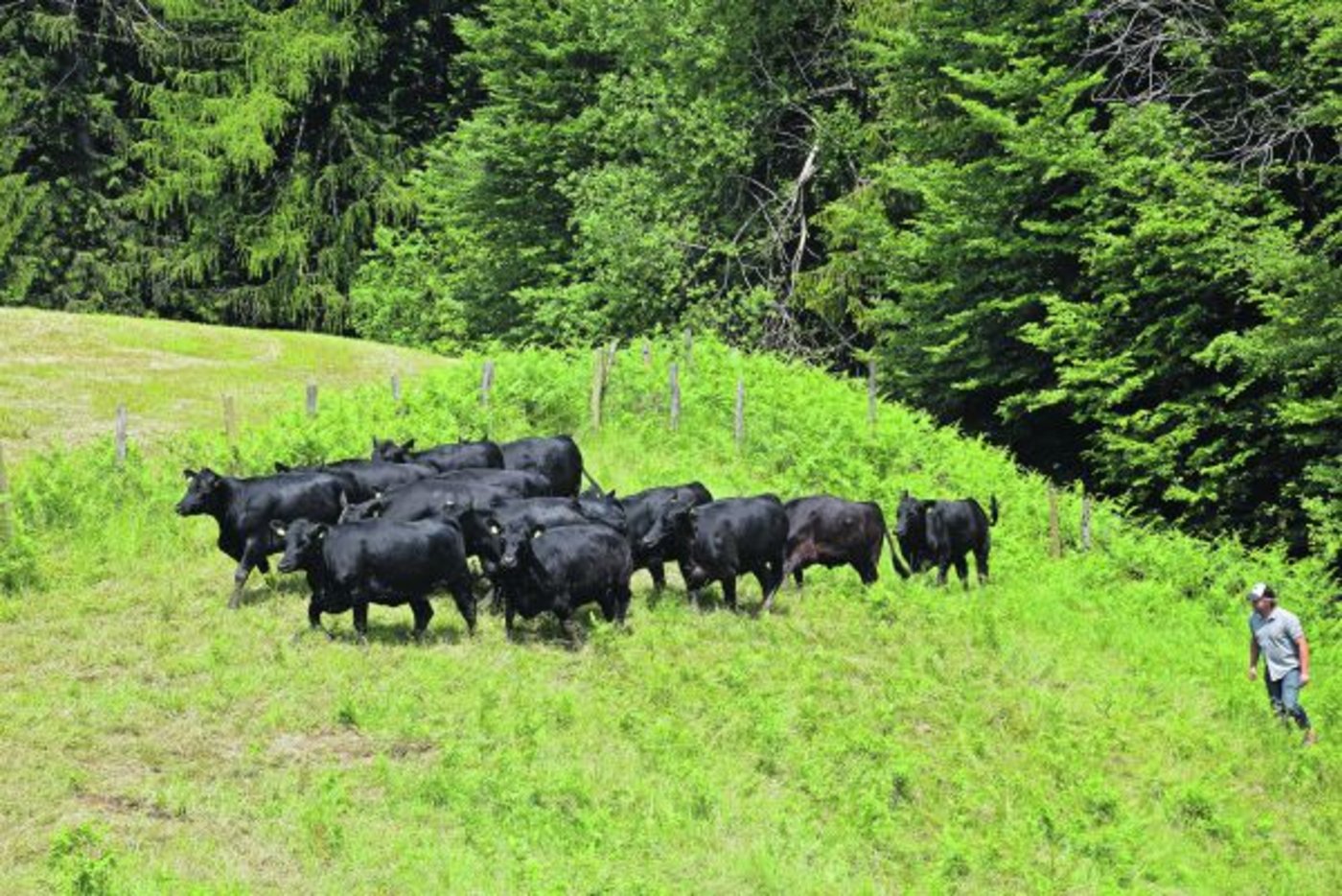 Ueli Schwenk holt eine homogene Gruppe von rund 18-monatigen Rindern von der Weide. Im November werden sie erstmals abkalben. Der Landwirt und Agronom setzt dabei auf australische Genetik mit tiefen Geburtsgewichten und hoher Vitalität. (Blider akr)