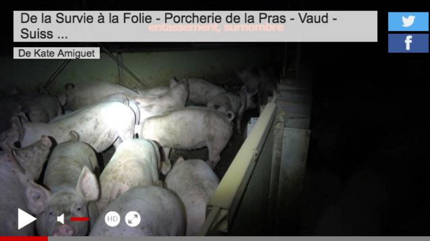 Der Anwalt des Schweinebesitzers bezweifelt die Echtheit des Films. (Screenshot tvmart.ch)