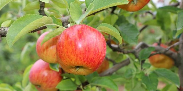 Apfel