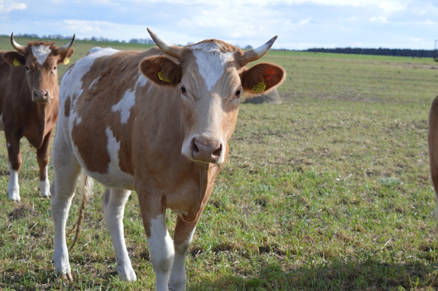 Eine 7-jährige Mutterkuh hat einen Bauer schwer verletzt. (Symbolbild Pixabay)
