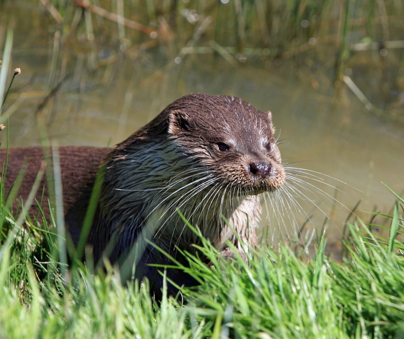 Es gibt auch Lichtblicke, etwa die Rückkehr der Fischotters in die Schweiz. (Bild Pixabay)