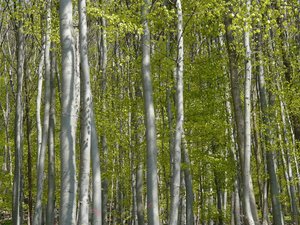 Wenn beim Bauen hohe Anforderungen an Schlankheit, Belastbarkeit und Ästhetik gestellt werden, soll Laubholz das Material der Wahl sein. (Bild Pixabay)
