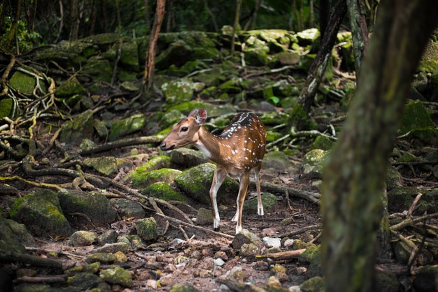 Ein Wilderer in den USA muss während der Haft im Gefängis den Disney-Film "Bambi" schauen (Symbolbid Pixabay)