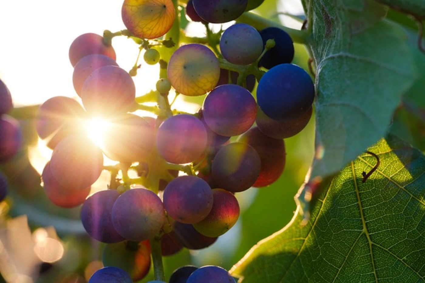 Die grosse Ernte von 2018 fiel um 12,6 Prozent höher aus als im Zehn-Jahres-Vergleich. (Bild pixabay) 