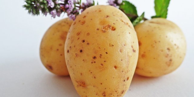 Es wurden teilweise Frassschäden und grüne Knollen festgestellt, die Qualität der Frühkartoffeln sei aber gut. (Bild HolgersFotografie/Pixabay)