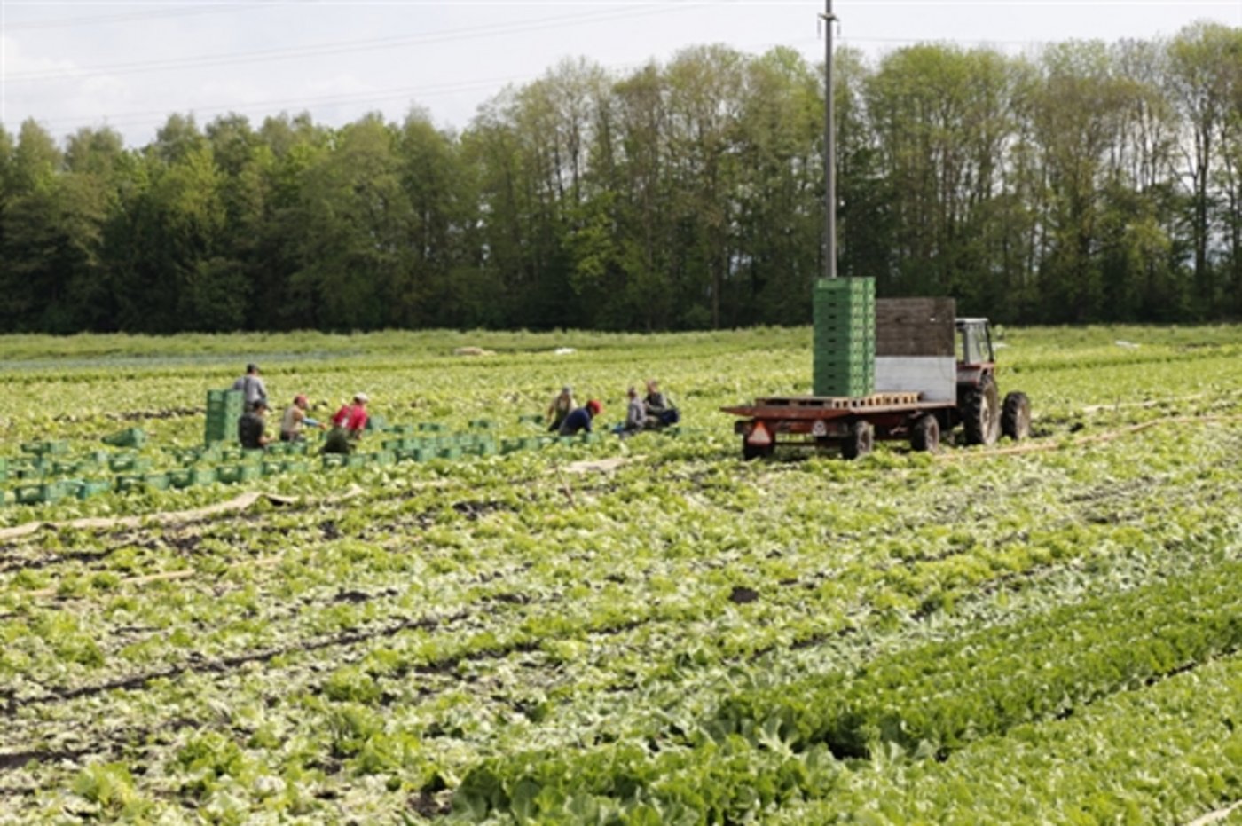 Für die harte körperliche Arbeit in der Landwirtschaft - wie auf dem Bild etwa im Gemüsebau - findet sich meist nur ausländisches Personal. (Bild lid)