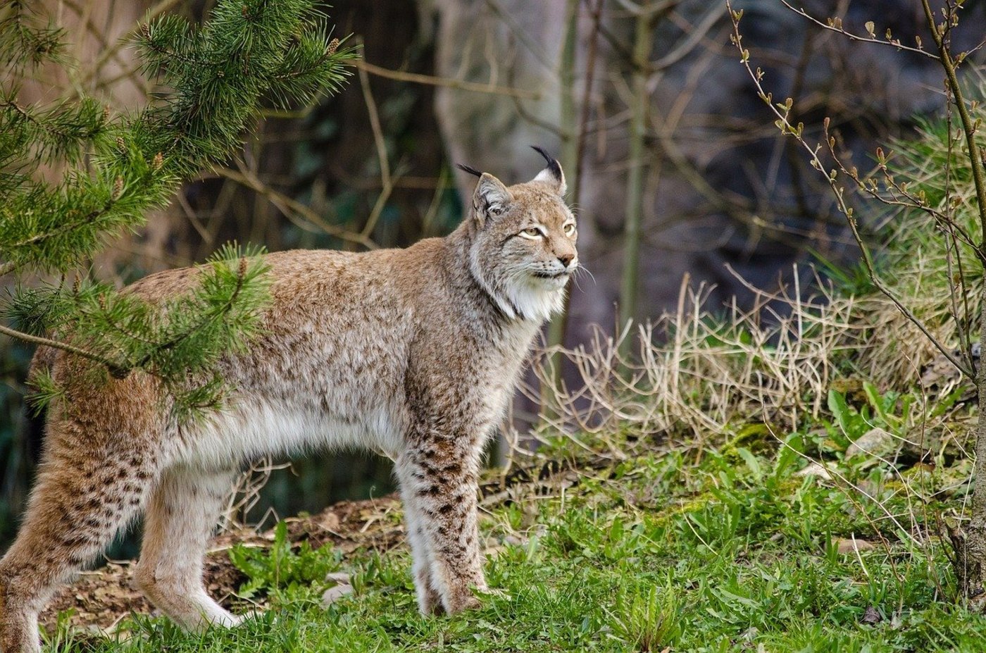 Luchse interessieren sich mehr für Rehe. (Bild Pixabay)