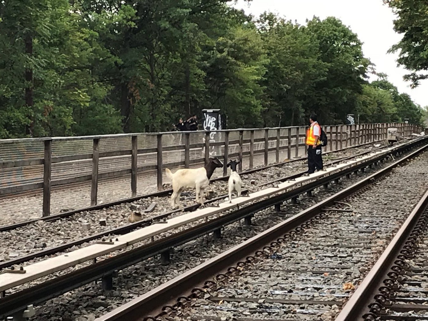 Ziegen auf den Geleisen: «Zwei sehr böse Jungs», schreibt die Betreiberin der New Yorker U-Bahnen auf Twitter. (Bild @NYCTSubway / Twitter)