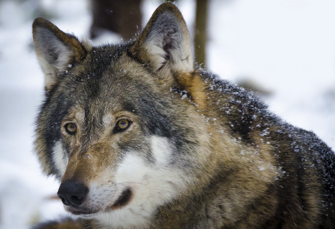 Der Wolf ist Freund und Feind gleichzeitig. Nun kommt zur politischen Diskussion auch noch ein touristischer Aspekt dazu. (Bild Pixabay)
