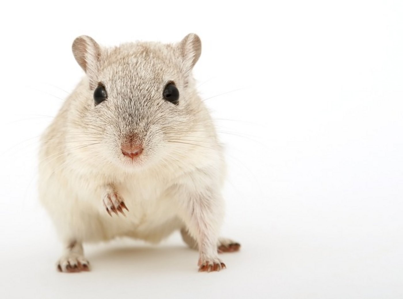 Tierversuche werden in verschiedene Kategorien eingeteilt. Nicht bei allen gingen die Zahlen zurück. (Bild Pixabay)