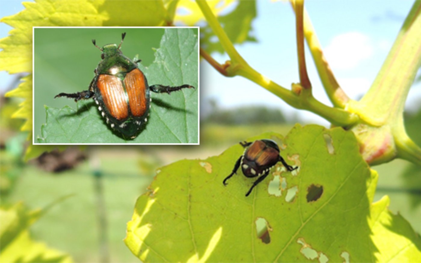 Grosses Bild: Japankäfer auf Weinrebe im Piemont, Fotografin: Cristina Marazzi, KPSD TI Oben links: Japankäfer, der typisches Alarmverhalten zeigt. (Bild Agroscope)