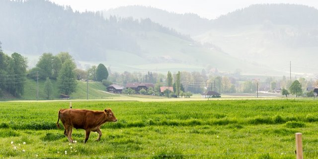 Richtiges Weiden ist mehr, als Tiere auf eine grasbewachsene Fläche zu stellen. (Bild BauZ)