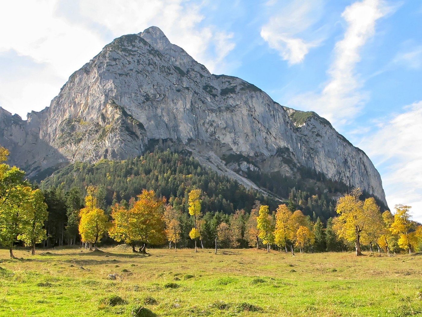 Bergahorn im österreichischen Karwendelgebirge. (Bild Wikimedia)